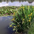 Seerosenblüte beginnt   (mit Video)