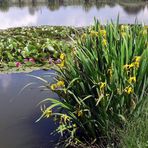 Seerosenblüte beginnt   (mit Video)