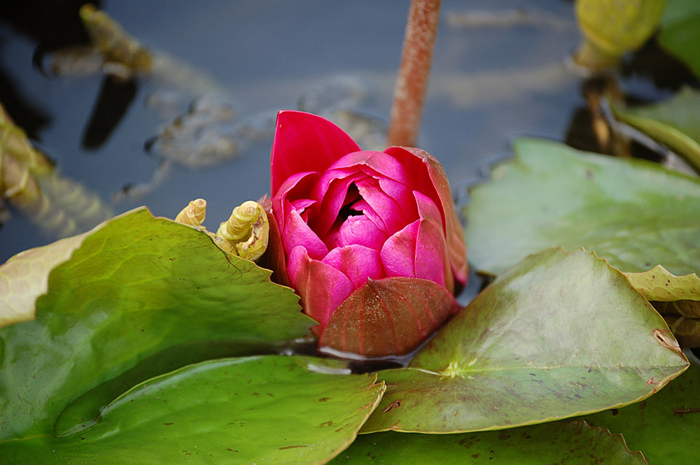 Seerosenblüte