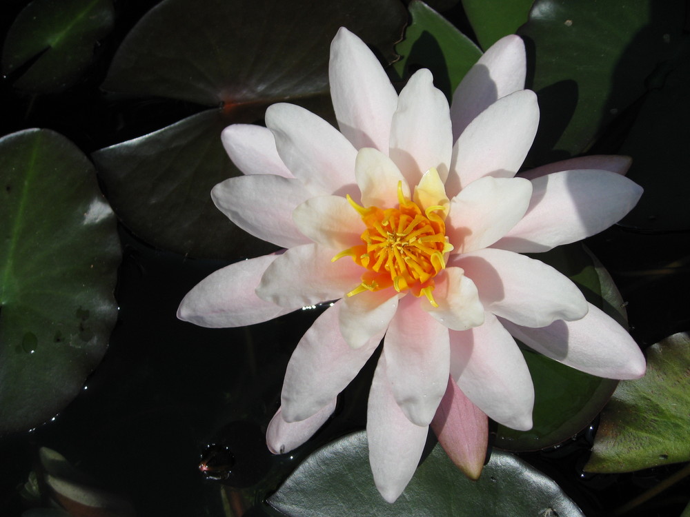 Seerosenblüte im Gartenteich