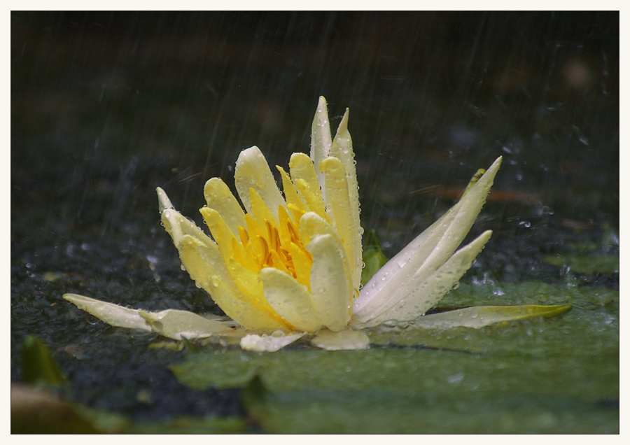 Seerosenblüte im Regen