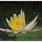 Seerosenblüte im Regen