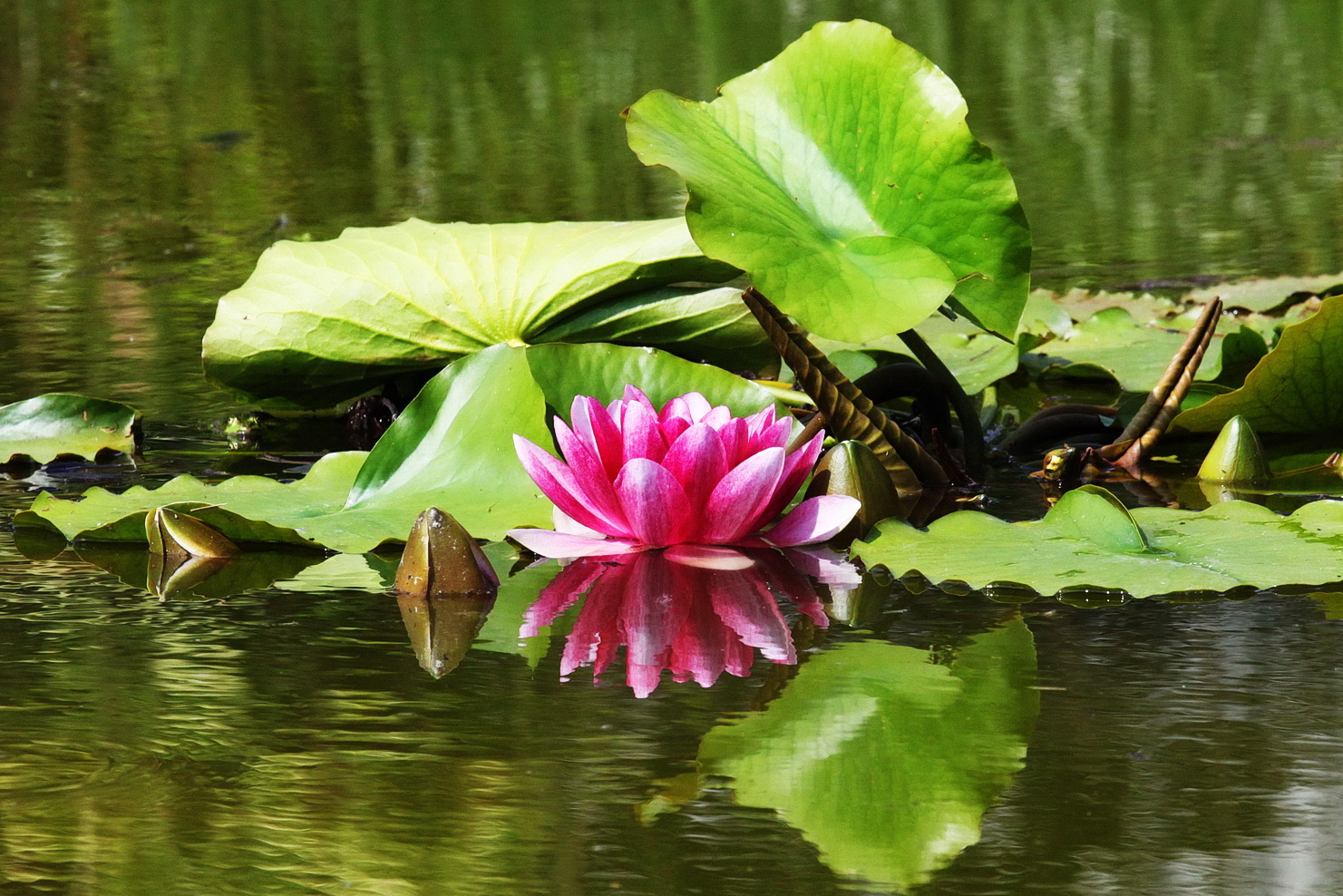 Seerosenblüte im Spiegel der Jahreszeit