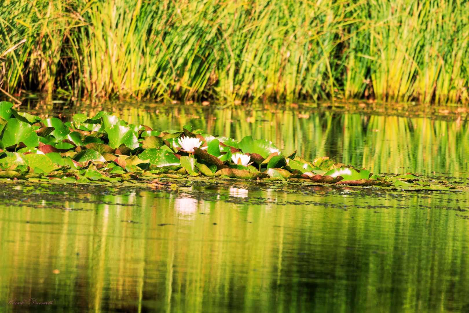 Seerosenblüte im Zeuterner See