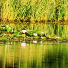 Seerosenblüte im Zeuterner See