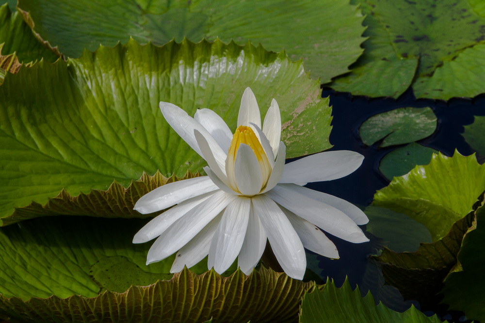 Seerosenblüte in Weiss