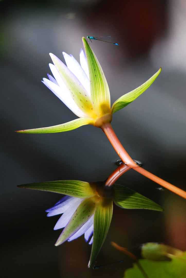 Seerosenblüte mit Libelle