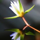 Seerosenblüte mit Libelle