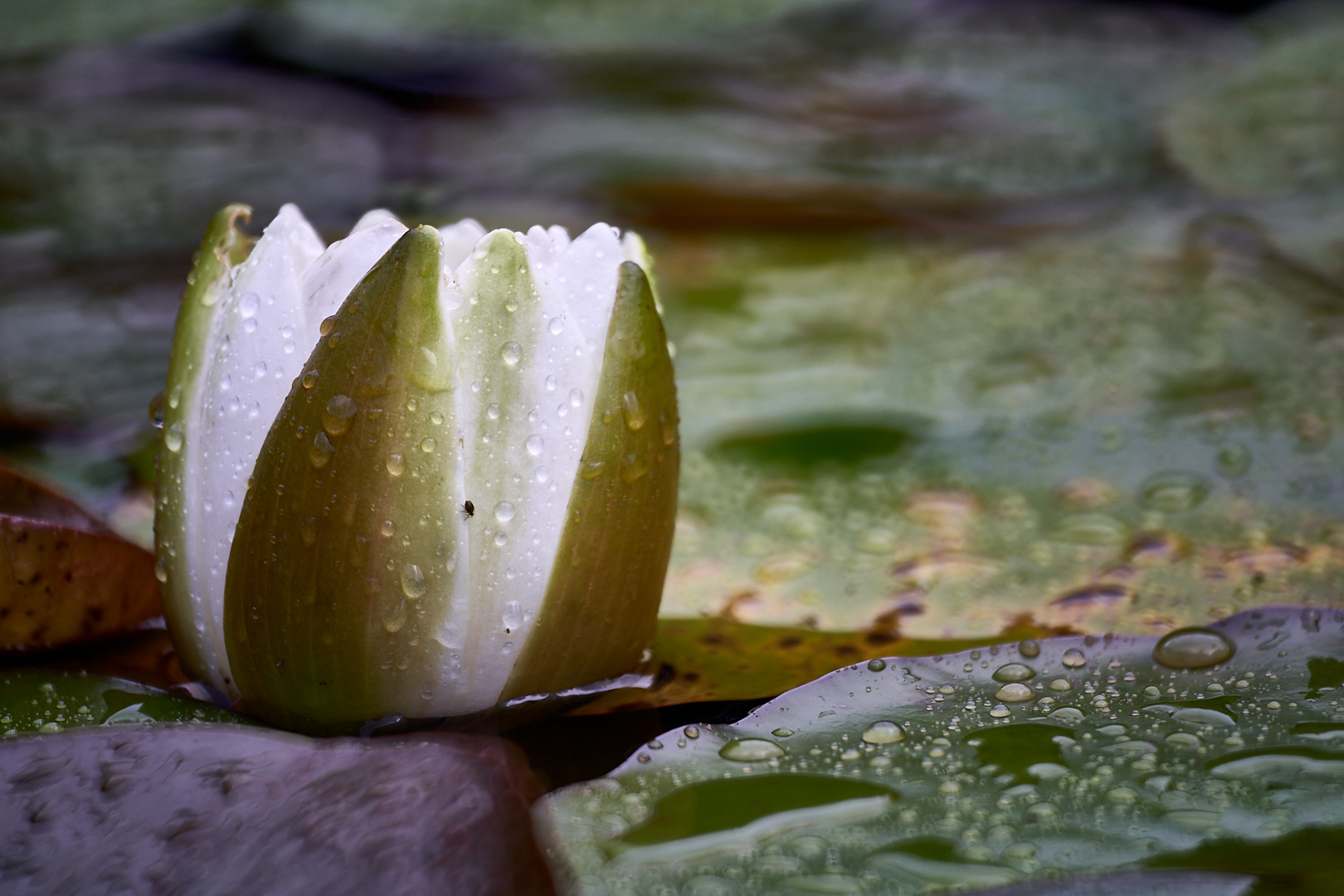 Seerosenblüten