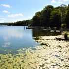 Seerosenfeld im Wannsee