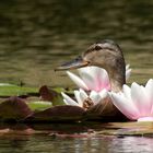 "Seerosenkönigin"..........Stockenten-Weibchen