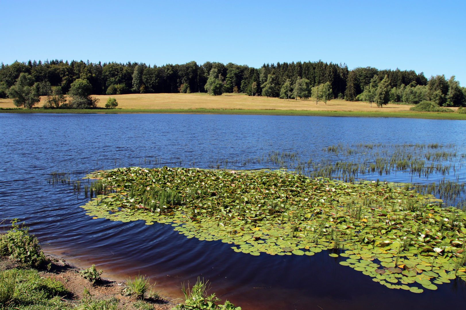 Seerosensee