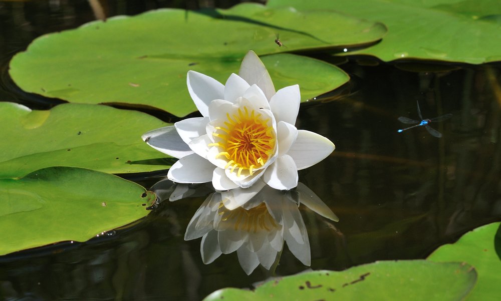 Seerosenspiegelung mit Libelle