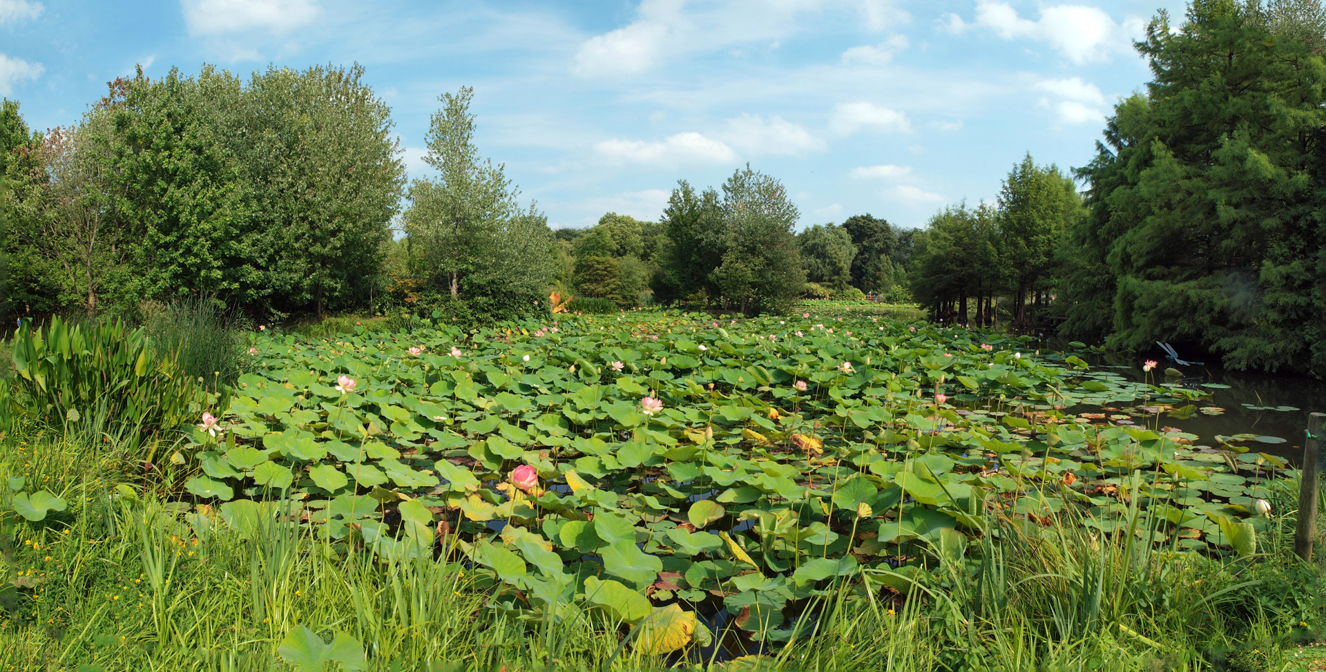 Seerosenteich