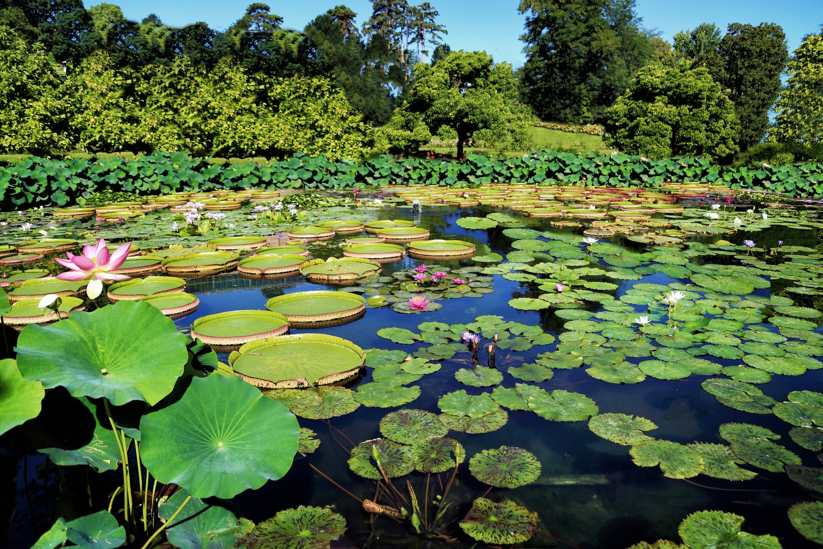 Seerosenteich Foto & Bild landschaft, bach, fluss & see, see, teich