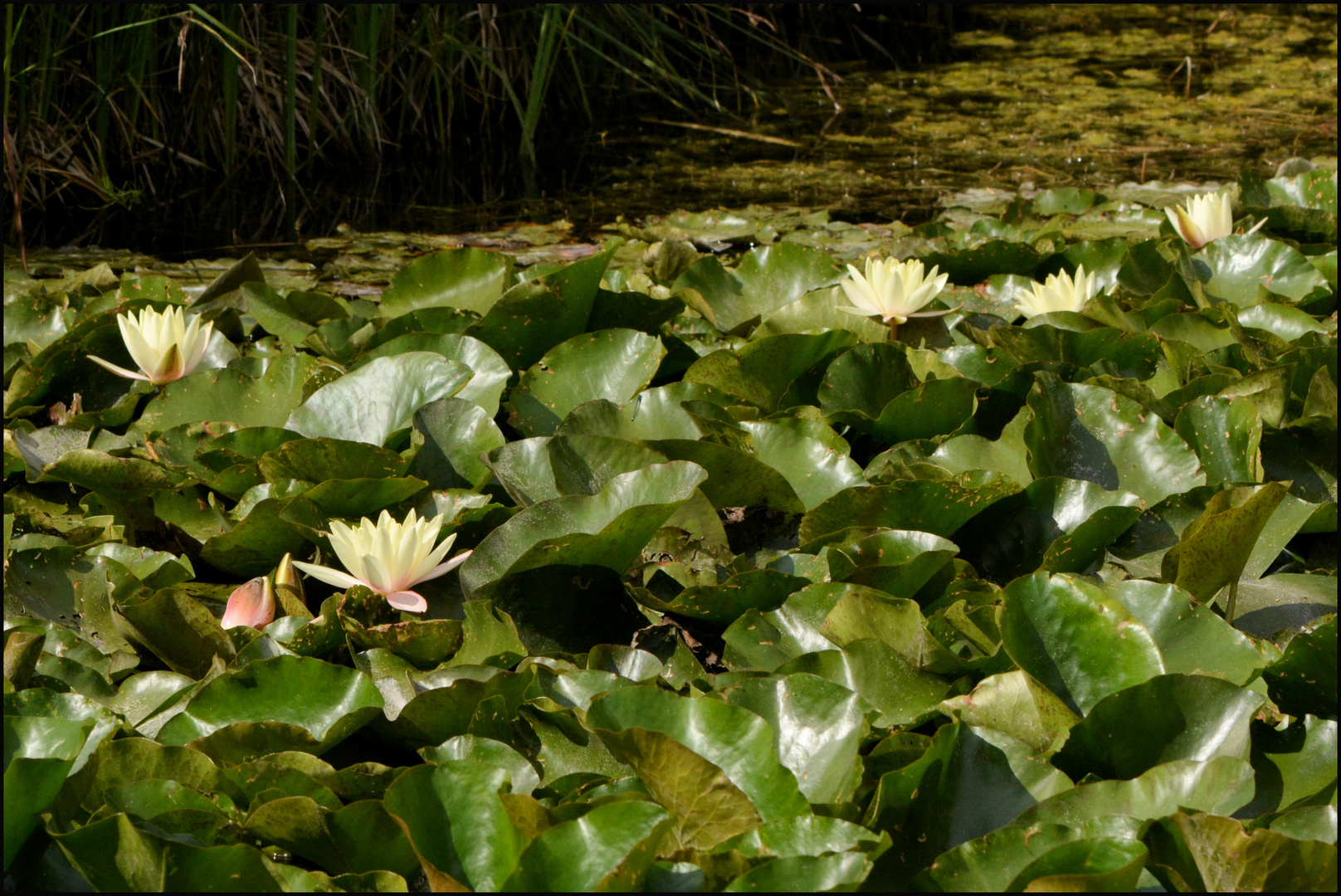 Seerosenteich