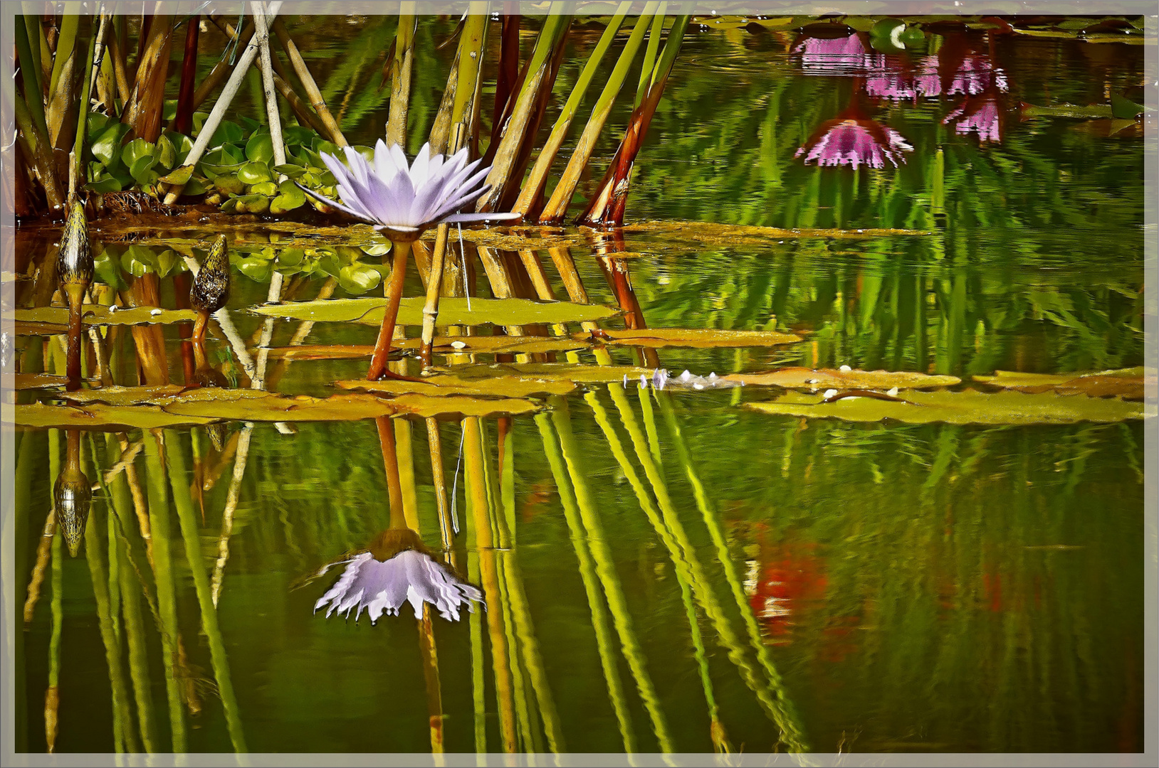 Seerosenteich Foto & Bild natur, pflanzen, seerosen Bilder auf