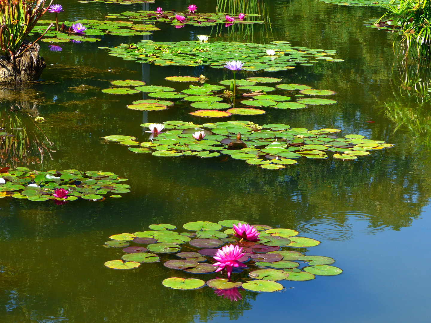 Seerosenteich Foto & Bild landschaft, garten & parklandschaften
