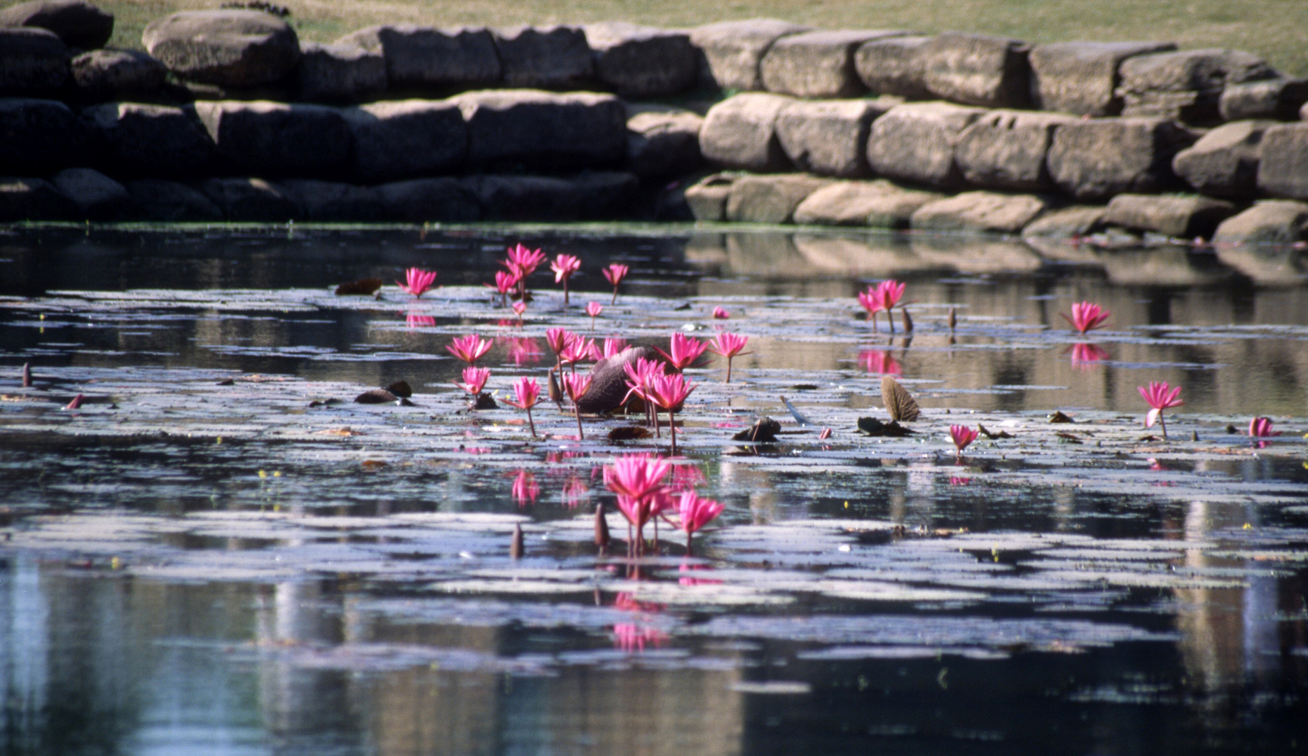 Seerosenteich bei Angkor Wat