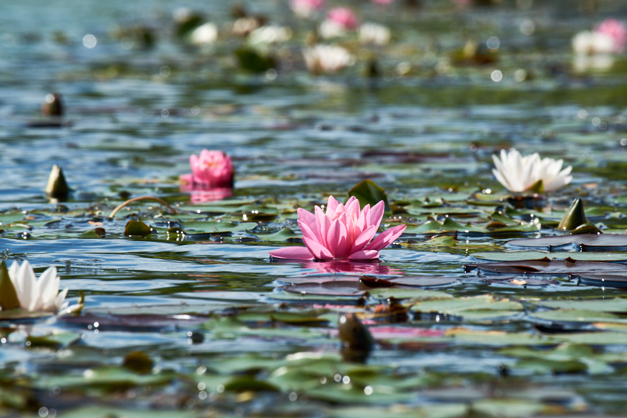 42+ Seerose Teich, Erfahre hier alles darüber, wie du eine nymphaea