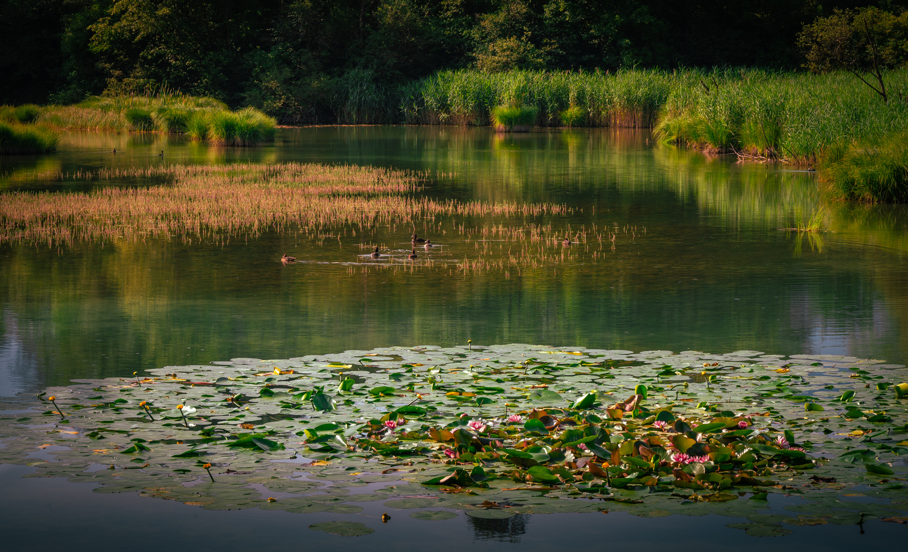 Seerosenteich