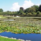 Seerosenteich Eremitage Bayreuth 30.8.2019