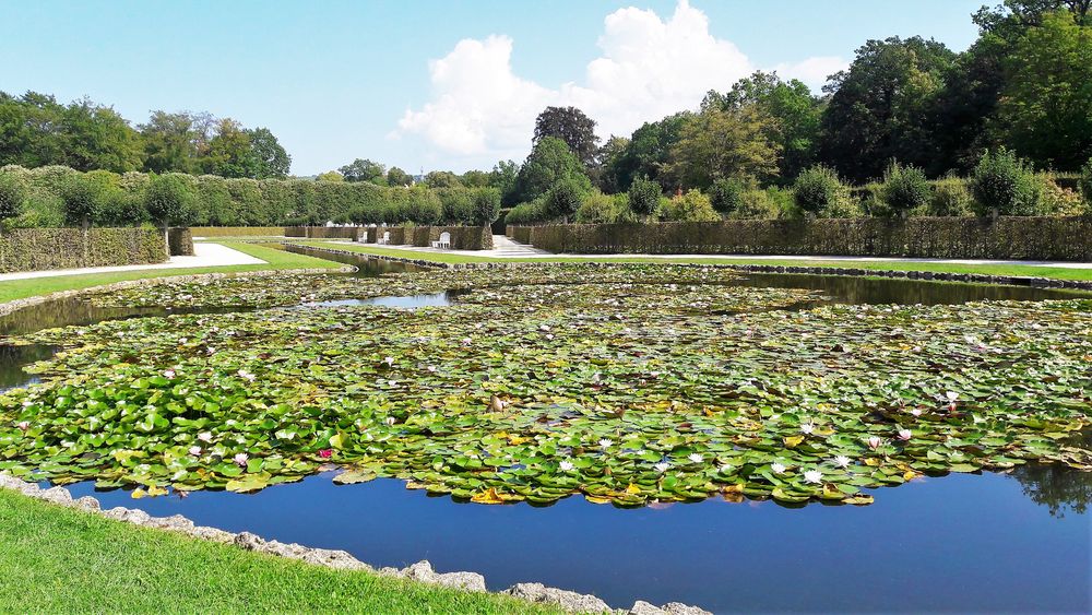 Seerosenteich Eremitage Bayreuth 30.8.2019