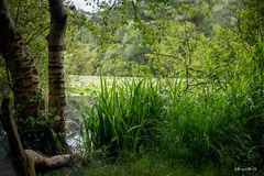 Seerosenteich Finkenmoor