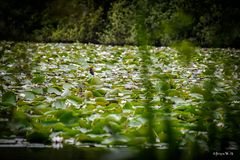 Seerosenteich Finkenmoor