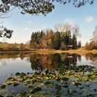 Seerosenteich im Herbst