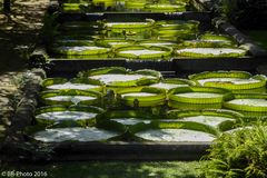 Seerosenteich im Parque Terra Nostra Furnas Sao Miguel Azores