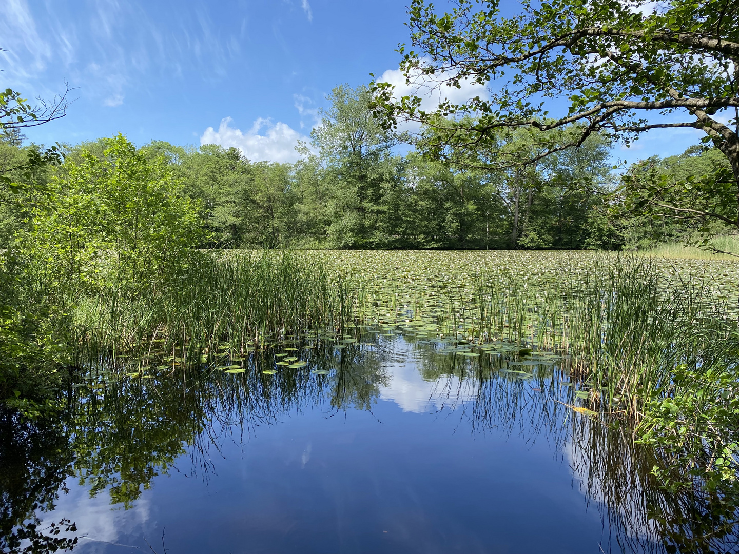 Seerosenteich im Wolfsmoor