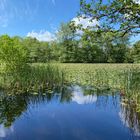 Seerosenteich im Wolfsmoor