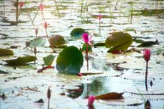 Seerosenteich in Angkor 