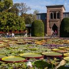 Seerosenteich in der Wilhelma