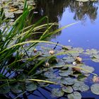 Seerosenteich in Giverny