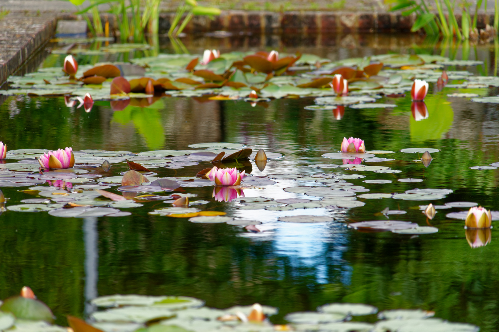 Seerosenteich in Hole Park