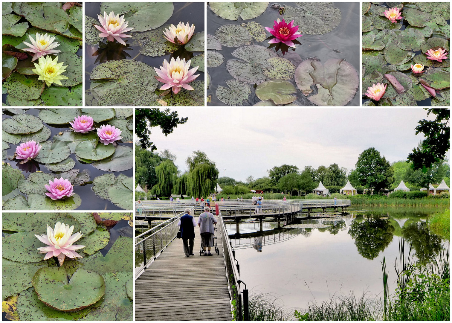 Seerosenteich in Rathenow