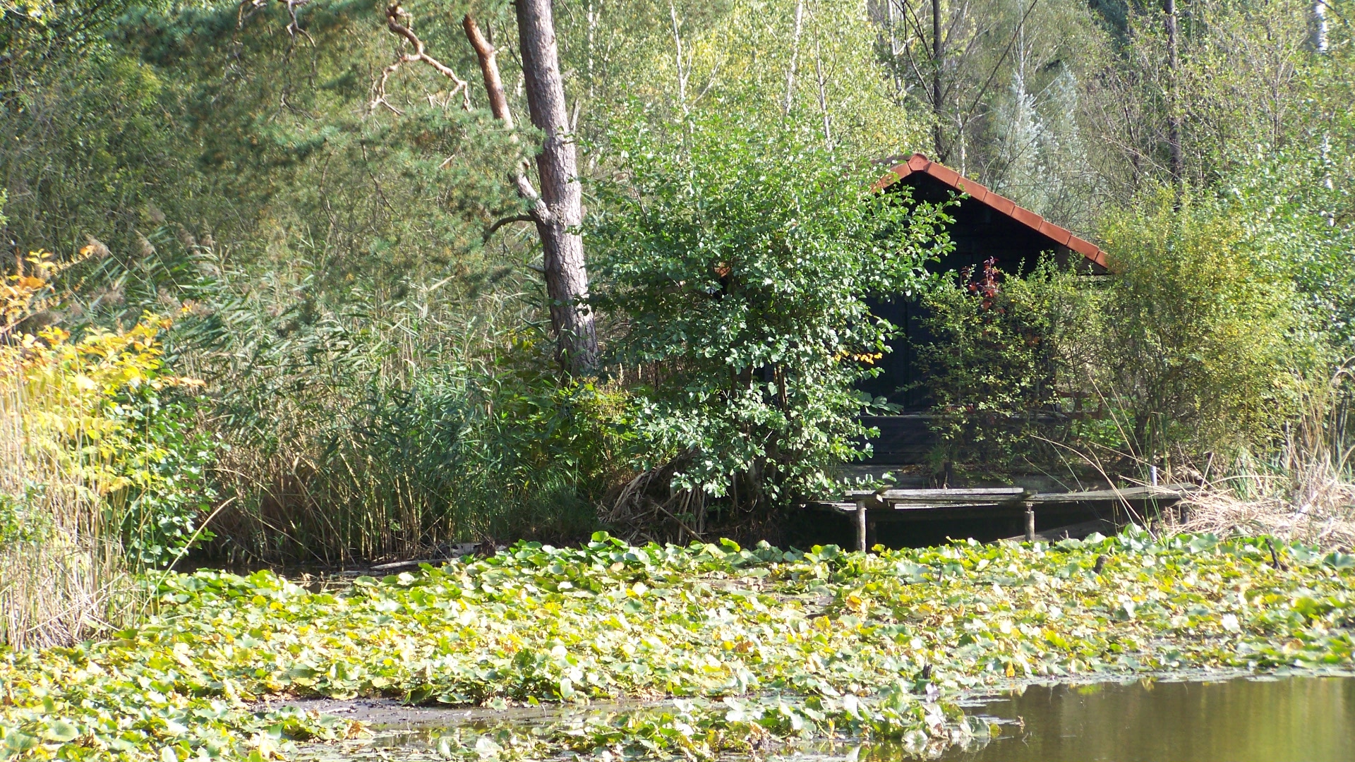 Seerosenteich /L'étang des nénuphares