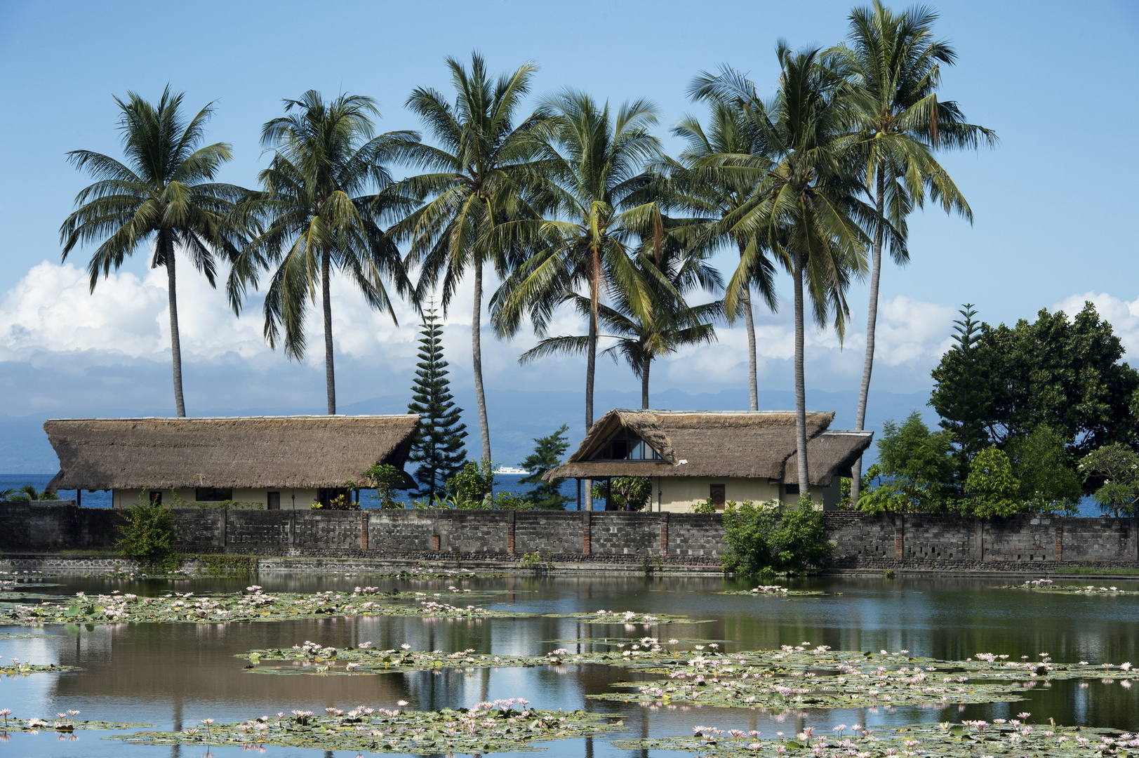 Seerosenteich SO Bali