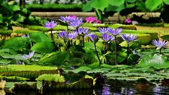 S.E.E.R.O.S.E.N.Z.E.I.T.