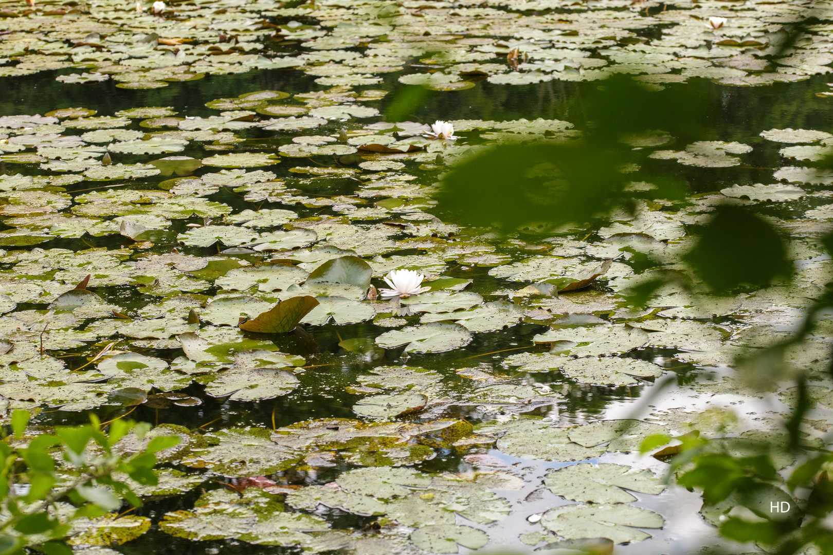 Seerosenzone im Zeuterner See