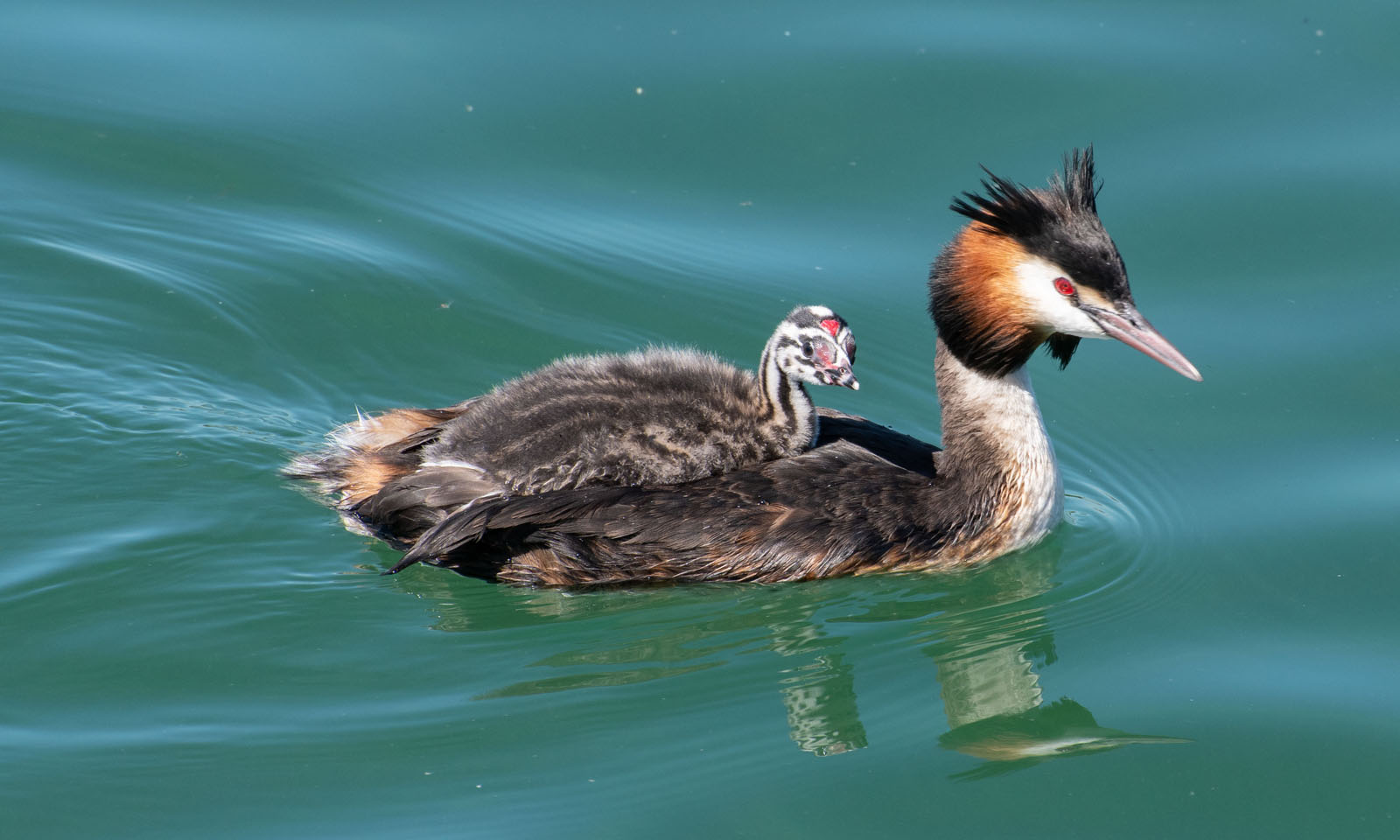 Seerundfahrt mit Mami