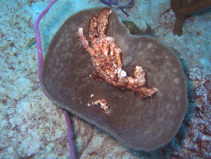 Seescheide mit Krabbenhülle