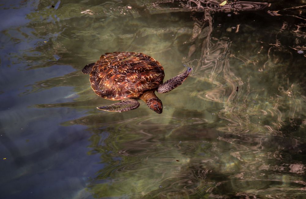 Seeschildkröte