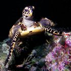 Seeschildkröte