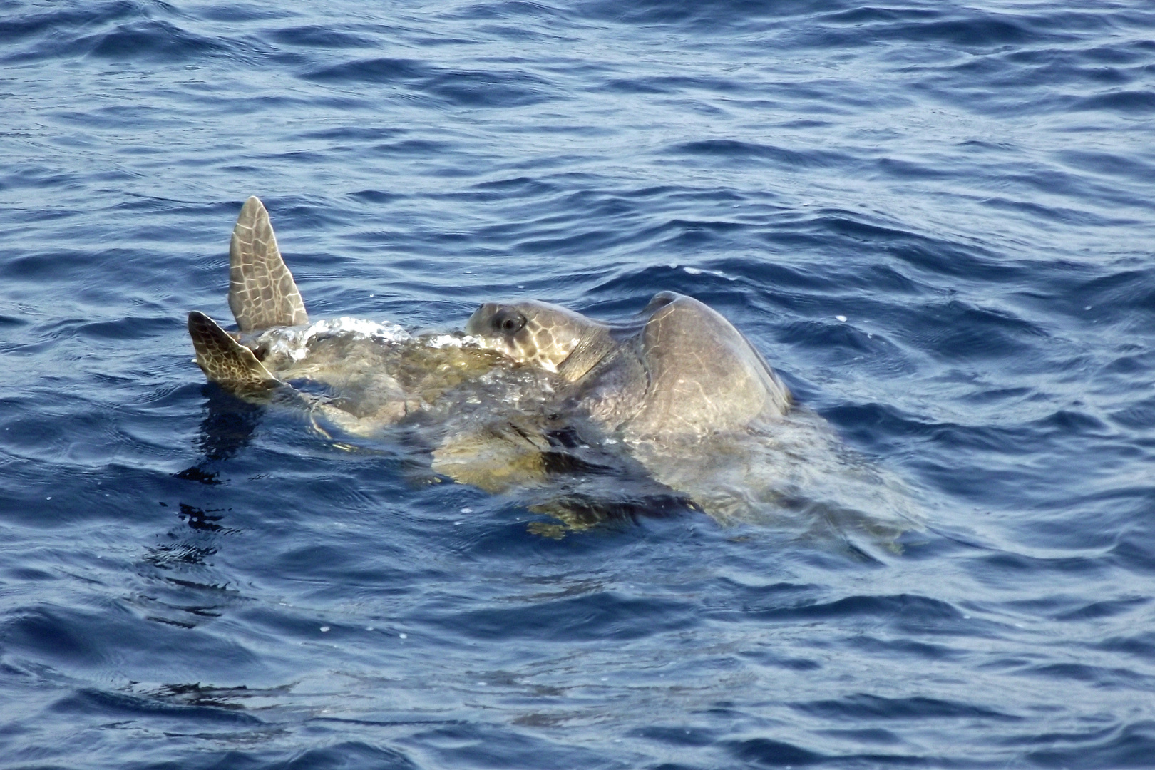 Seeschildkröten bei der Paarung