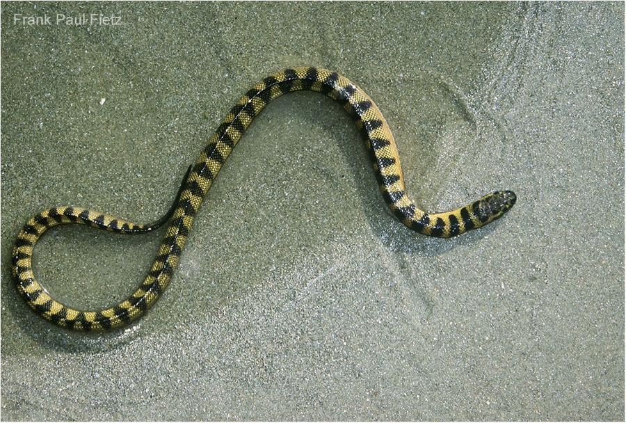 Seeschlange | Hydrophis cyanocinctus