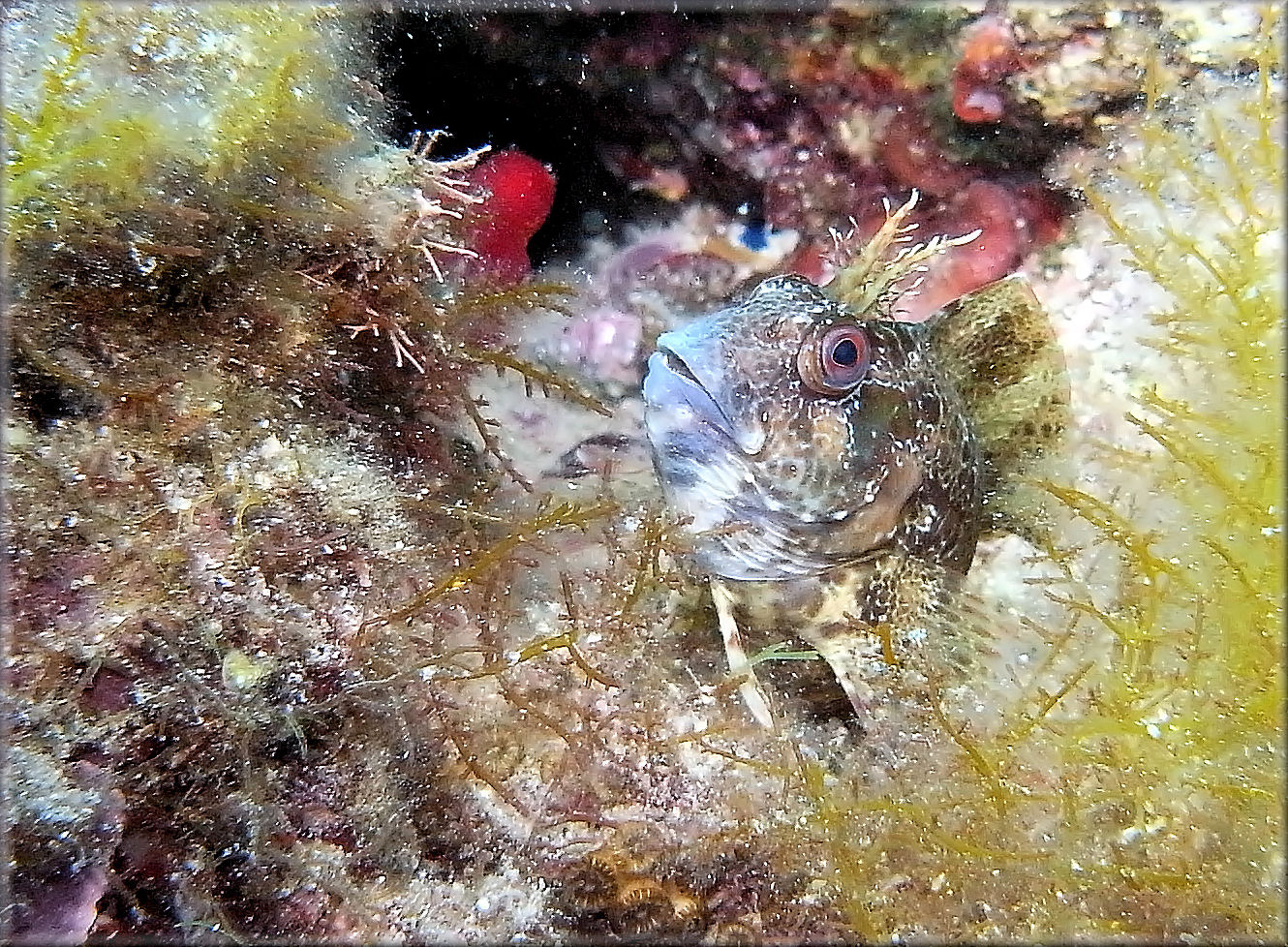 Seeschmetterling (Blennius ocellaris)