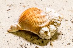 Seeschnecke